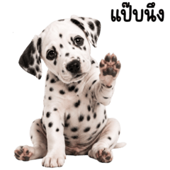 The spotted dog is so lazy 2_63
