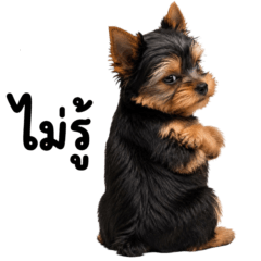 The little dog is so lazy 2_64