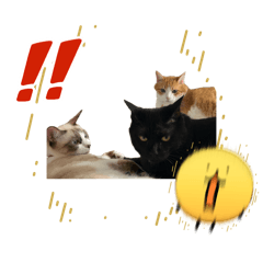 Kawaii_nyans