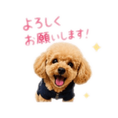 poodle LEON no stamp