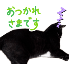 Neko2547