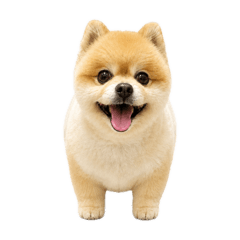 Honey the Pomeranian_super_cute_stickers