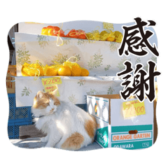 kinopi_20260819201406