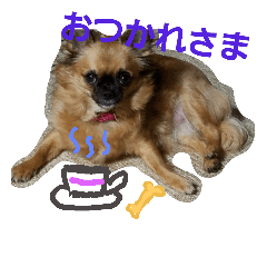 Chihuahua rizuko