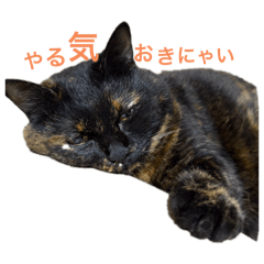 MAROCHAKO_20260819221244
