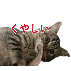hono_20260819221829