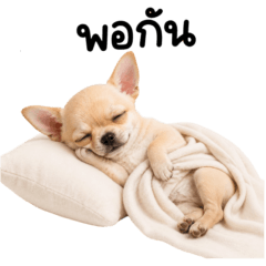 Chihuahua so lazy 2_65