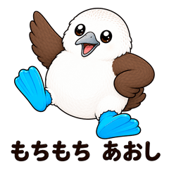 Mochi-mochi Blue-footed Booby "Aoshi"