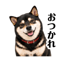 Too Cute! Black Shiba