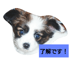 papillon's dairy conversation2(japanese)