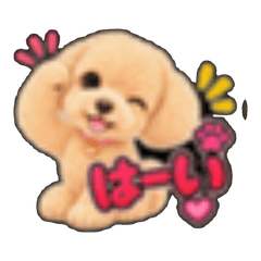 Cute brownToy Poodle Stickers