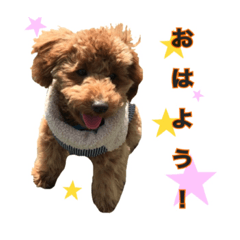 toypoodle Ulu