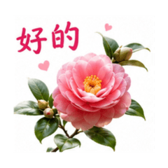 心花開小貼圖 49 山茶花回覆篇