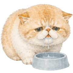Fluffy Exotic Shorthair (no text)