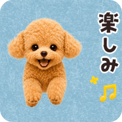 Moving! Frequently Used -Toy Poodle