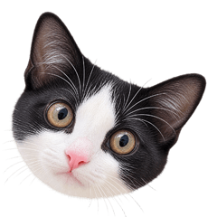 Tuxedo Cute Cat