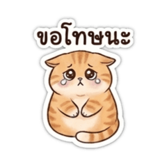 Feline Factory