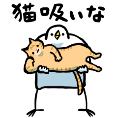 Bird bird bird 22