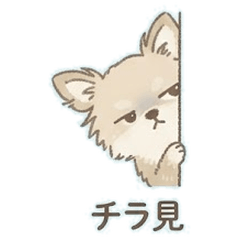 Fluffy Chihuahua Daily Moods