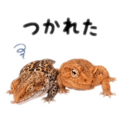 poji_20260820202333