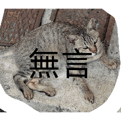 暗黑虎斑咪