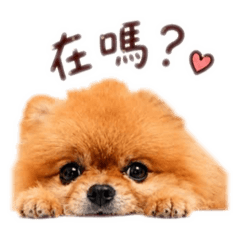 Momo博美