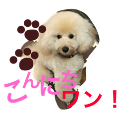 toy poodle prin