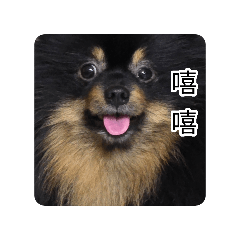 我ㄉ大臉狗