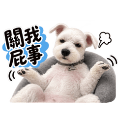 土豆憂鬱小生很多戲
