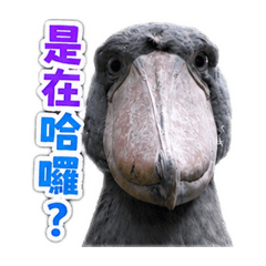 睿智鯨頭鸛