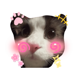 猫咪꒰˶>ᗜ<˶꒱