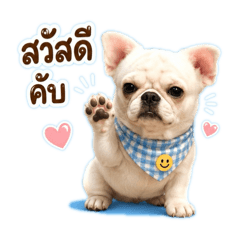 Moomoo the Frenchie-Faced Chihuahua