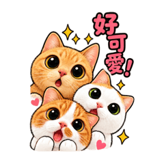 三喵一窩-日常用語篇