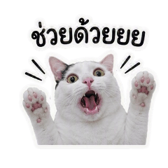 White cat with a black V-blaze