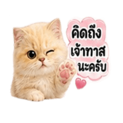 Catzy 0808