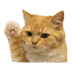 Xenon The Cat