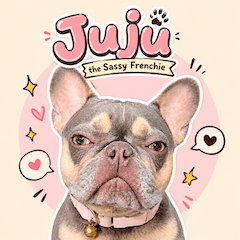Juju the Sassy Frenchie