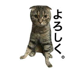 Pet cat of my home