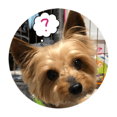 Yorkshire Terrier(Basic Administration)