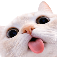 Pop_Up cat cat cat(TC)