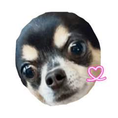 dog_20260822091025