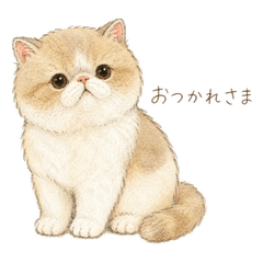 Everyday Exotic Shorthair!
