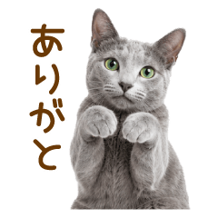 Russian Blue 2(everyday)