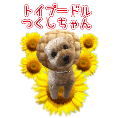 toy poodle tsukushi stickers