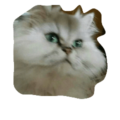 CAT-Wendy