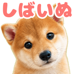 a cute shibainu p