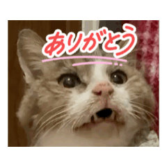 TonoCat_20260823171003