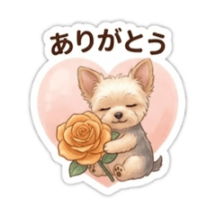 Everyday Yorkie and Orange Roses
