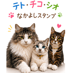 Teto, Chico & Shio Happy Cats