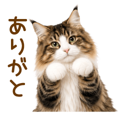 Norwegian Forest Cat 2(everyday)